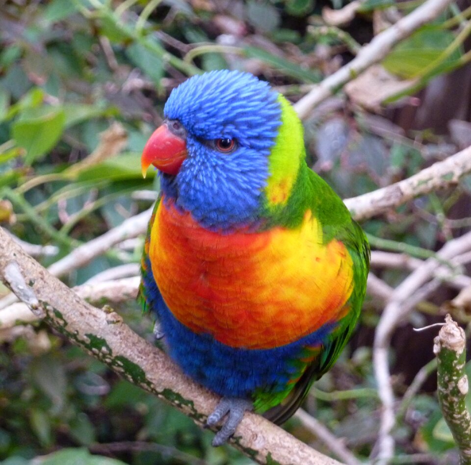 Parakeet animal world birds