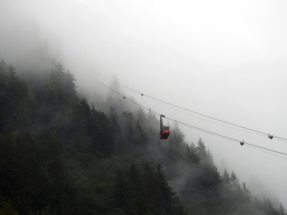 Mountain trees fog