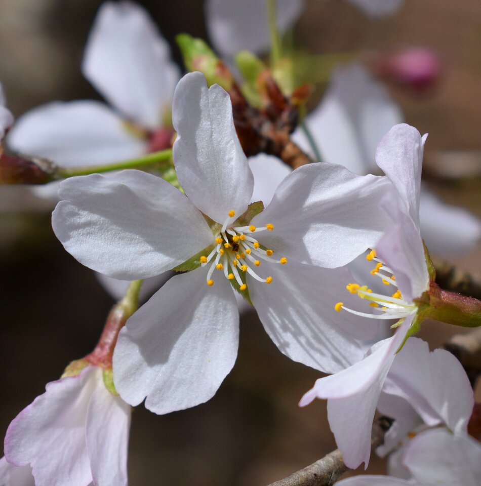 Tree blossom flower