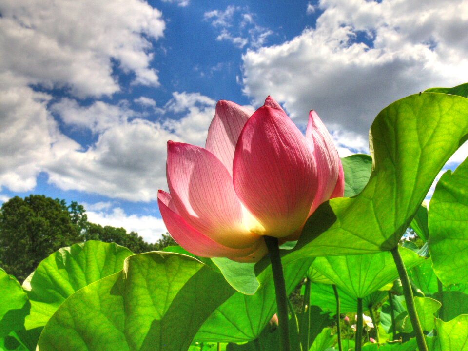 Blossom botanical