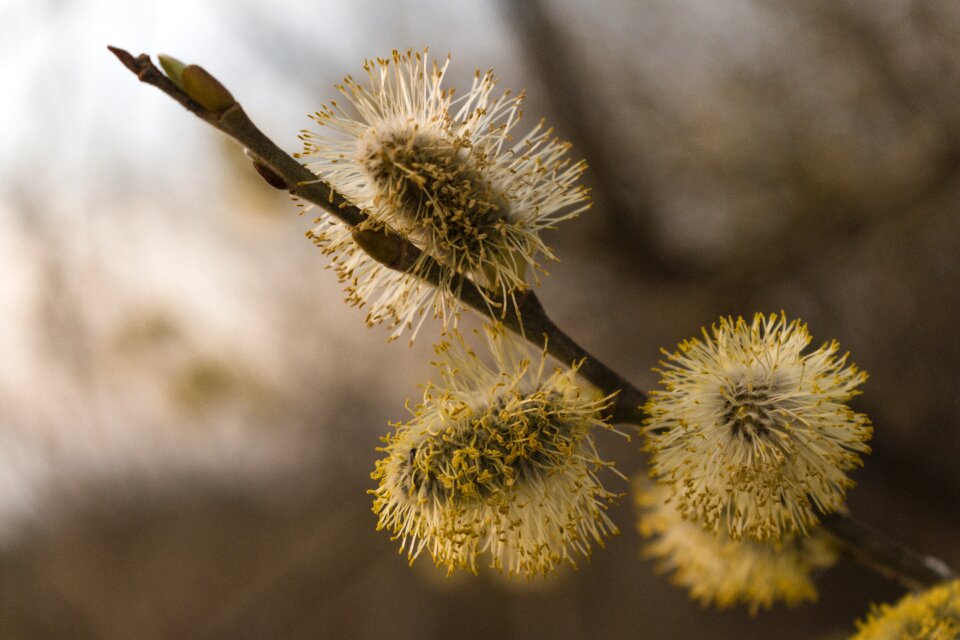 Flower spring willow