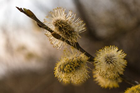 Flower spring willow photo