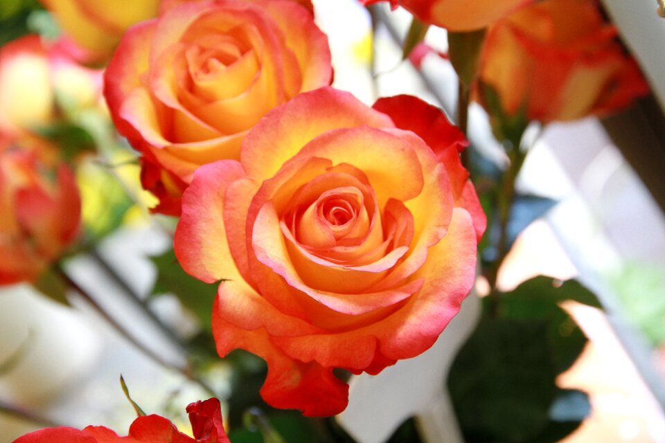 Rose flowers pink rose