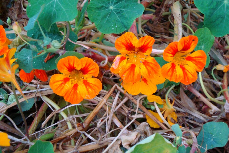 Blossom bloom calyx