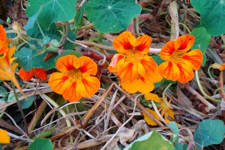 Blossom bloom calyx