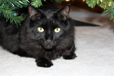 Black cat kitty photo