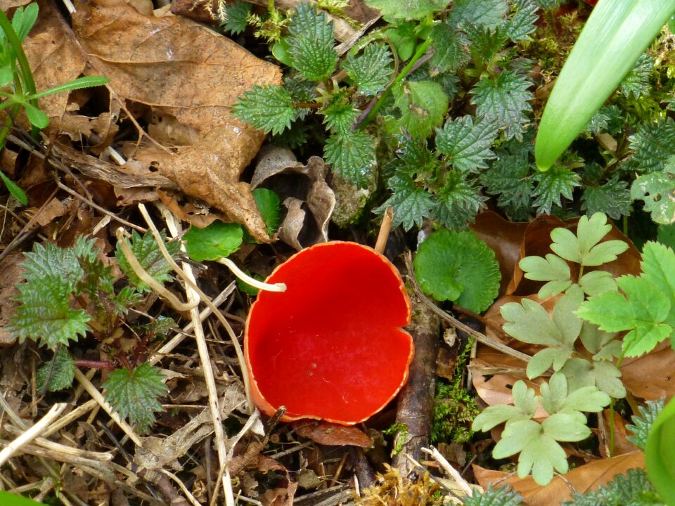 Rarely protected spring