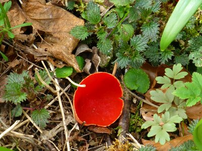 Rarely protected spring