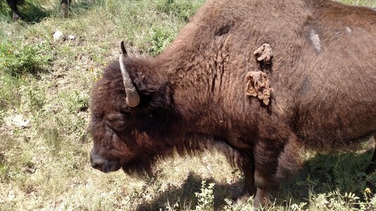 Custer state park south dakota photo