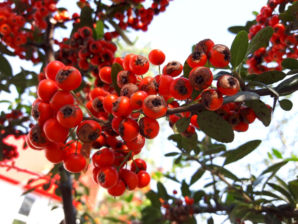 Red fruit mountain fruit wild hawthorn