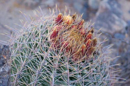 Nature cacti southwest