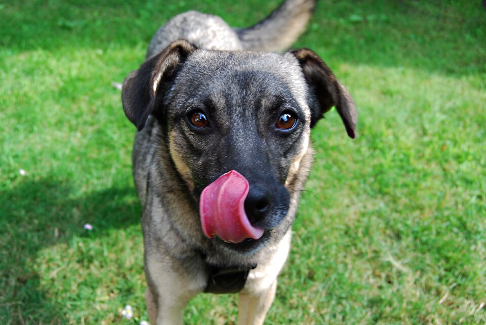 Mixed breed dog good cute