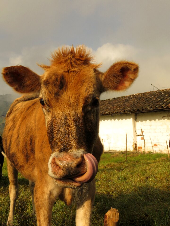 Cow animals field