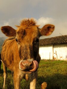 Cow animals field