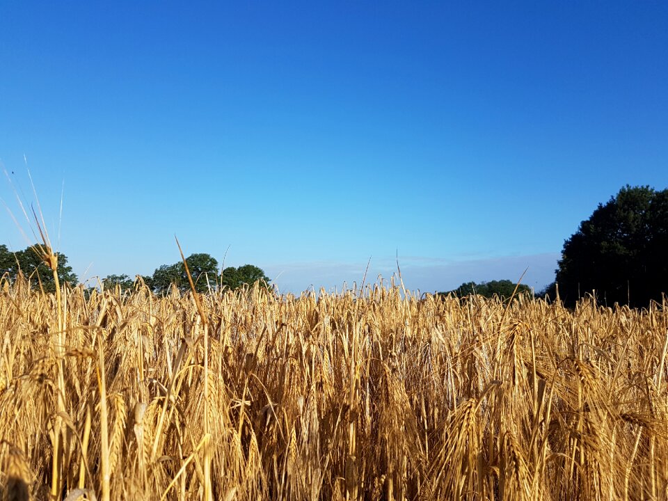 Field nature food