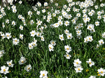 Daffodils spring daffodil field photo