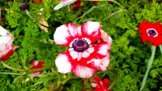 Red pink white