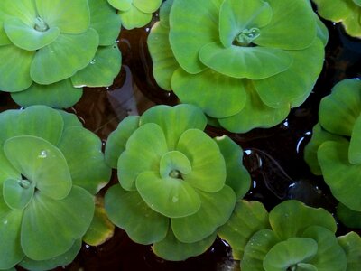Early widescreen widescreen turnips water