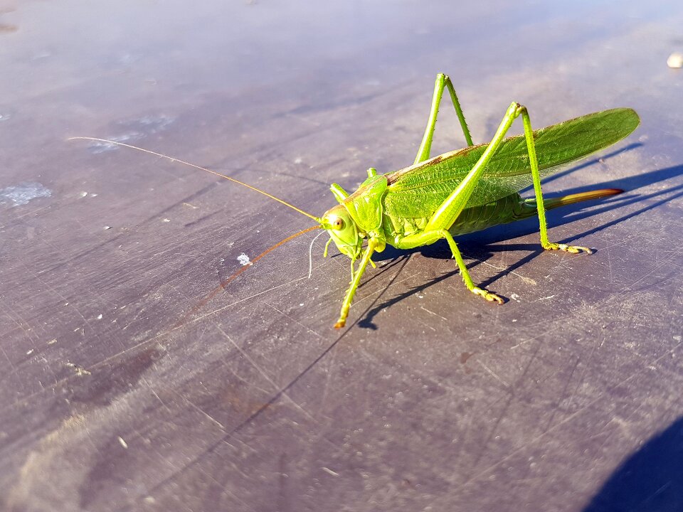 Green nature animal