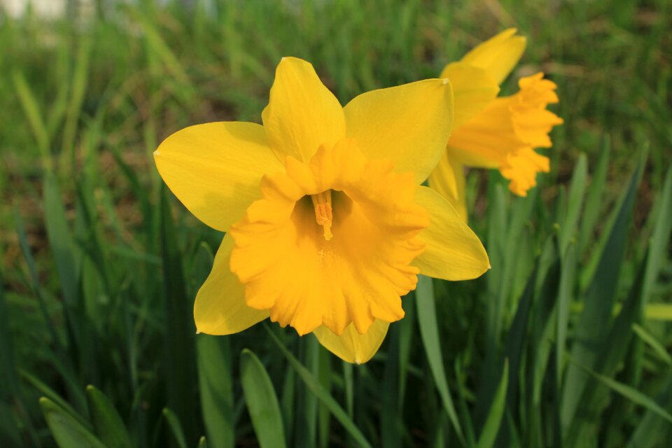 Spring yellow osterglocken