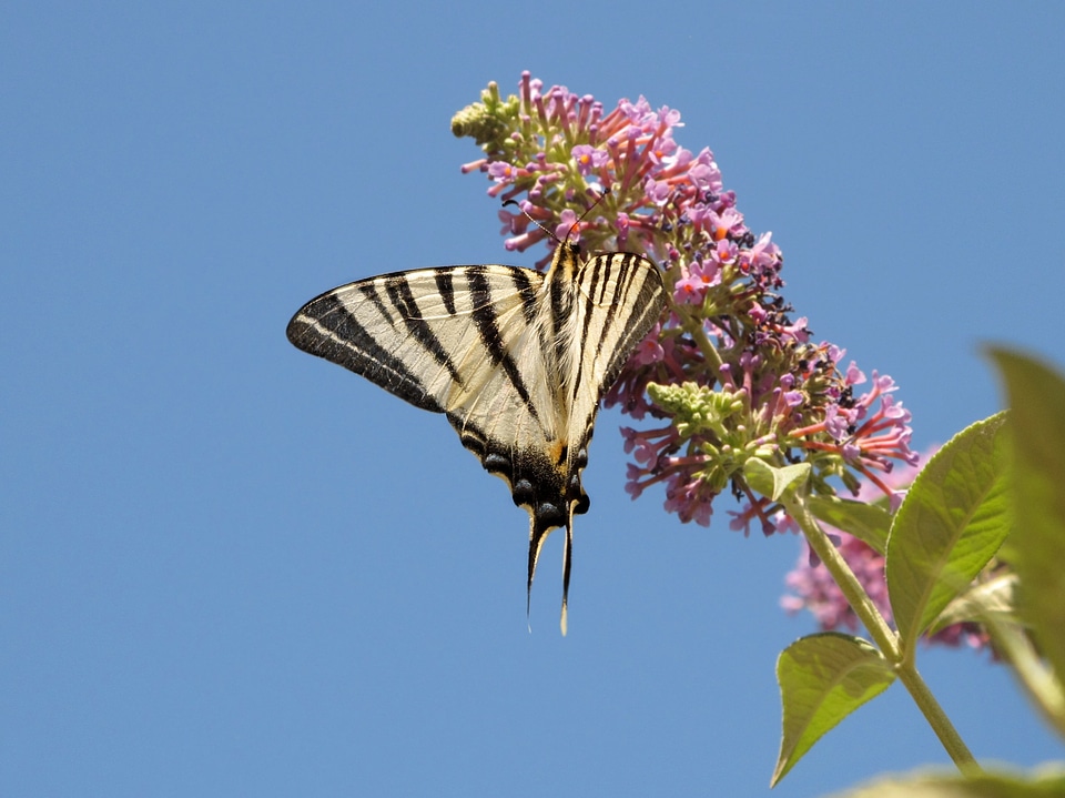 Flower buddleia flight