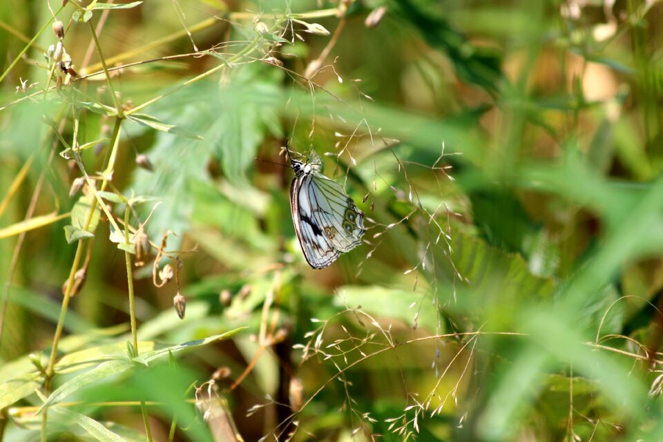 Insect greens nature