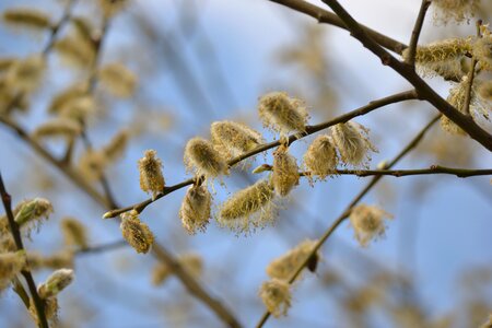 Willow catkin bud hairy