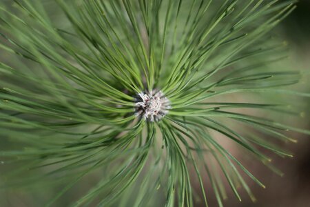 Pine green needles