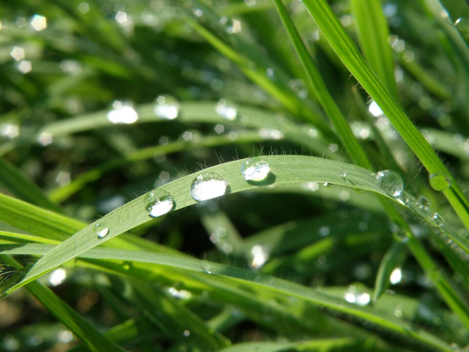 Drops grass glitters