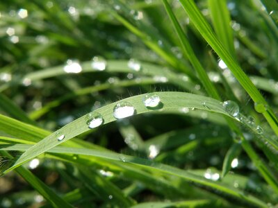 Drops grass glitters