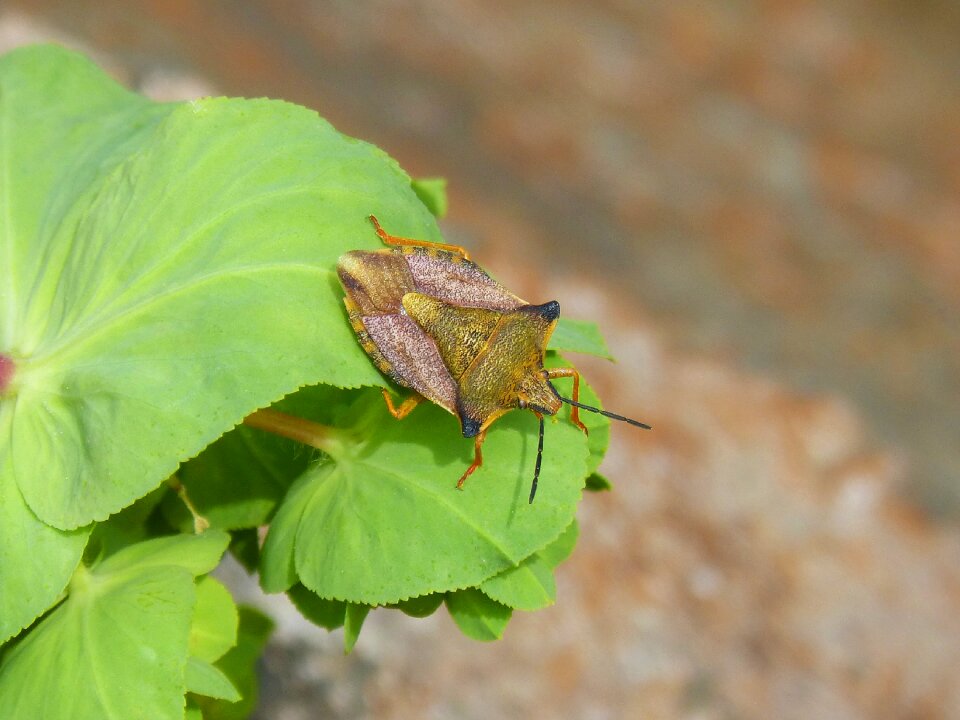 Insect flower detail