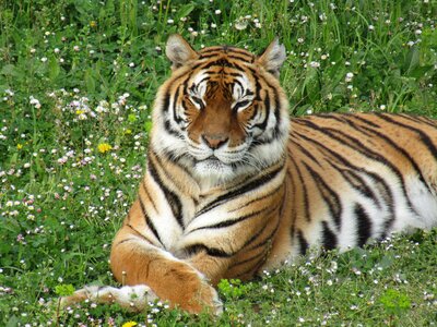 Tiger zoo fauna photo
