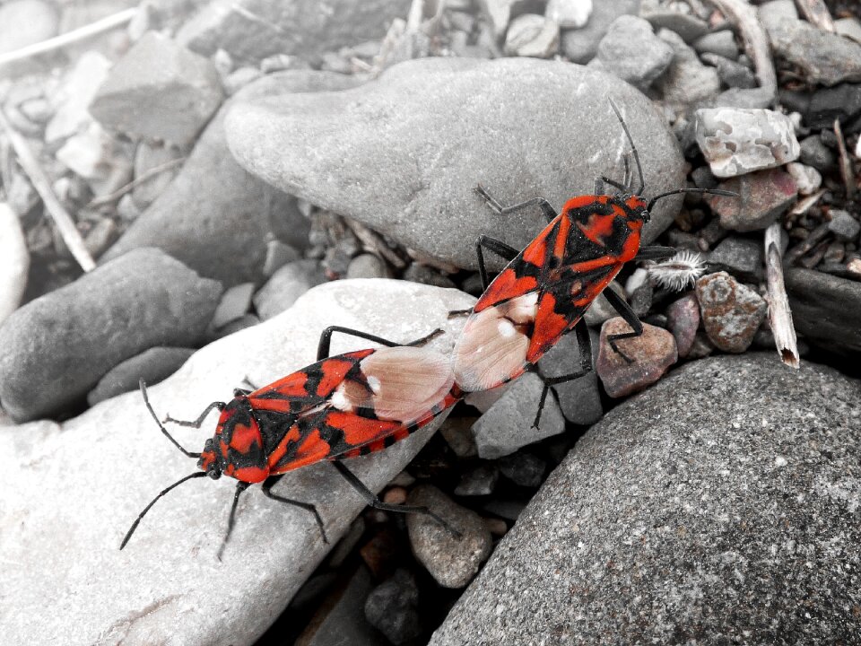Mating reproduction orange beetle