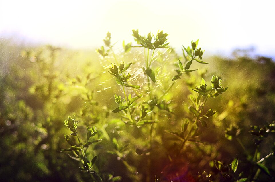 Summer nature meadow