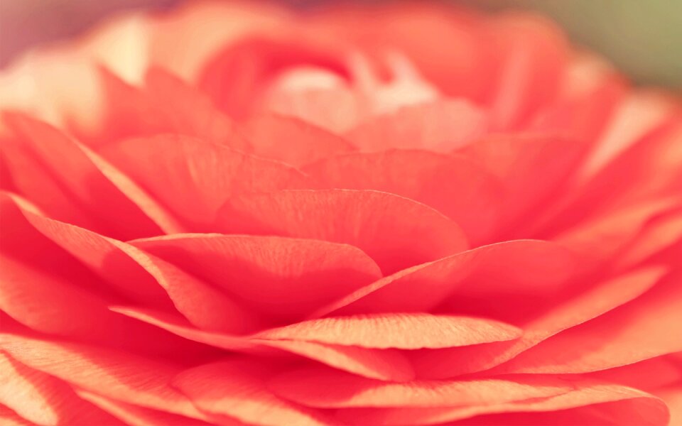 Red blossom red spring