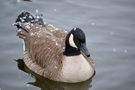 Feathers animal snow photo