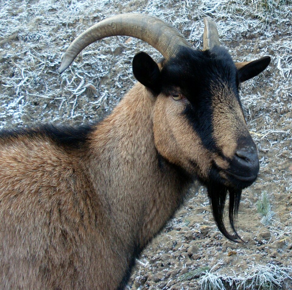 Animal horns goatee