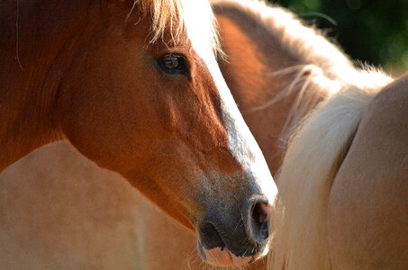 Brown animal portrait horse head photo