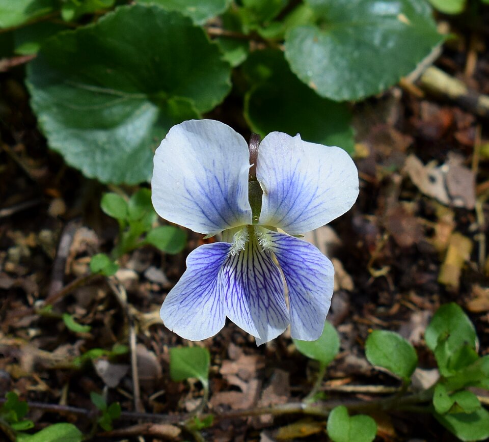 Flower blossom bloom