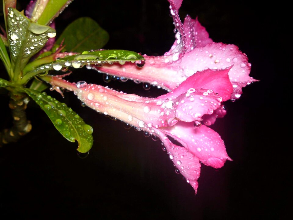Flowers night wet