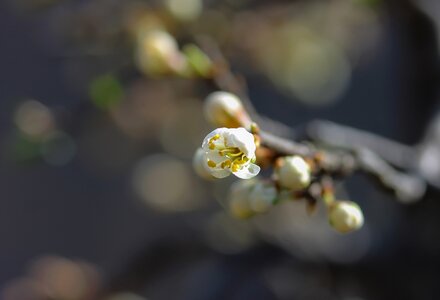 Spring spring flower sunshine