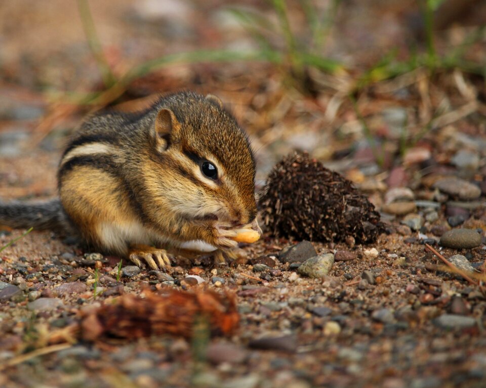 Rodent eating wildlife