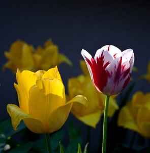 Garden spring flower flower