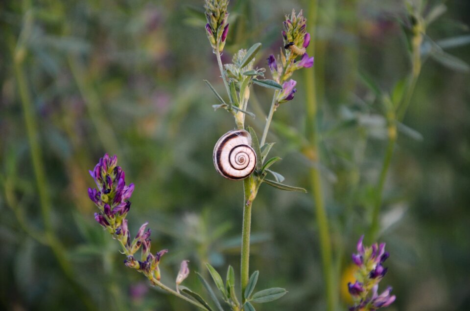 Nature plant animal