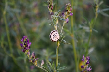 Nature plant animal