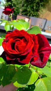 Red rose red petal photo