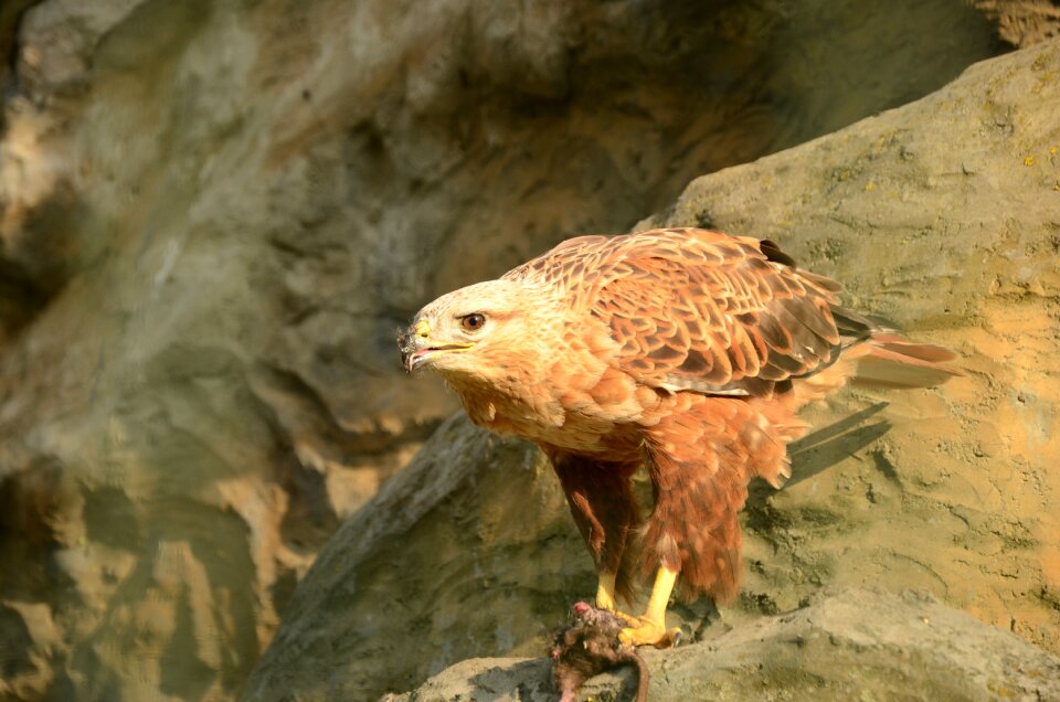Beak eagle predator