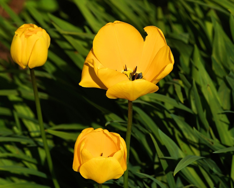 Flowers yellow spring photo