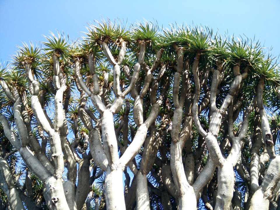 Canary islands tenerife crown