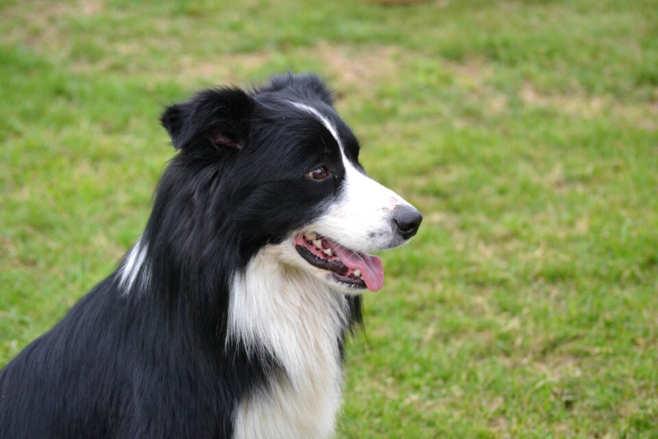 Dog portrait observe attentive